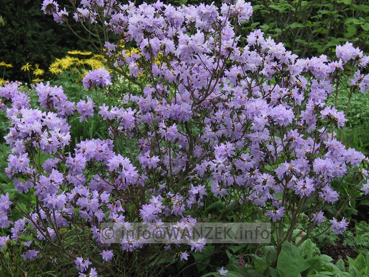 Rhododendron impeditum Blue Tit Magor 01.JPG